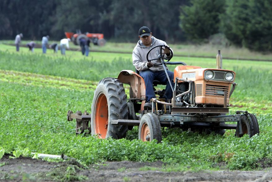 FILE - In this Nov. 1, 2005, file photo, workers tend an organic farm in Bolinas, Calif. With organic food growers reporting double-digit growth in U.S. sales each year, producers are challenging a proposed California pest-management program they say enshrines a pesticide-heavy approach for decades to come, including compulsory spraying of organic crops at the state’s discretion. (AP Photo/Eric Risberg, File)
