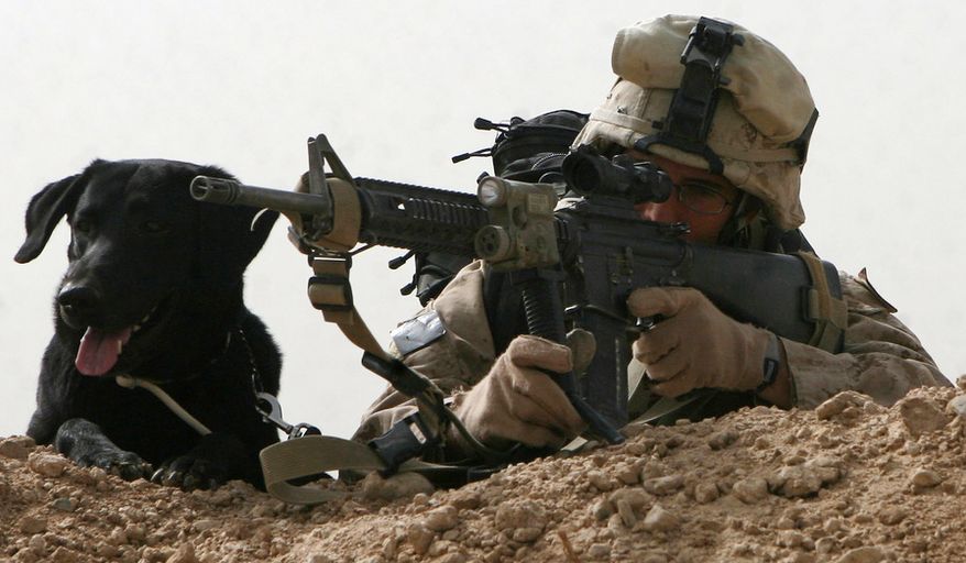 Lance Cpl. William Sullivan, a dog handler with the mobile section of 81 mm Mortars Platoon, Weapons Company, 3rd Battalion, 6th Marine Regiment, provides security with his dog, Coal, during a patrol in Marjah, Helmand province, Afghanistan, March 31. Marines from 3/6 and soldiers from the Afghan National Army are in Marjah to support Operation Moshtarak, a push to rid the area of Taliban presence and intimidation.
