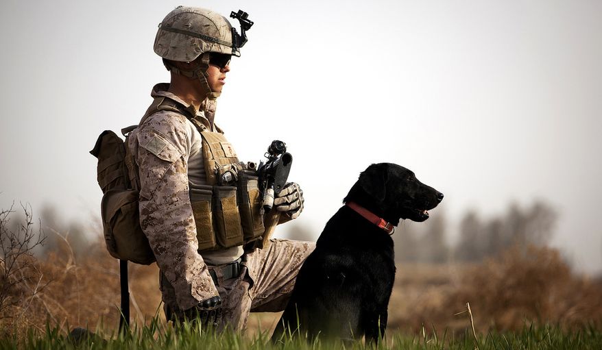 Lance Cpl. Nick Lacarra, a 20-year-old improvised explosive device detection dog handler with Combined Anti-Armor Team 2, Weapons Company, 3rd Battalion, 3rd Marine Regiment, and a native of Long Beach, Calif., holds security in a field with his dog Coot while halted during a partnered security patrol with Afghan Border Police here, Jan. 30. In southern Garmsir district, an area with a history of tribal conflict, the growing ABP force has deepened its roots and established governance through the mentorship of the 3/3 Weapons Co. Marines.
(U.S. Marine Corps photo by Cpl. Reece Lodder)