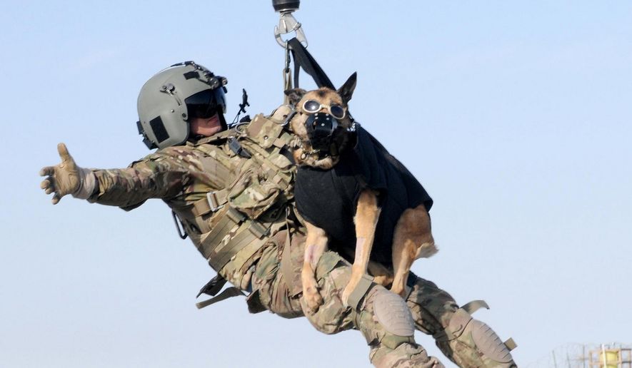 A flight medic with 2nd Battalion, 3rd Aviation Regiment, is hoisted into a medical helicopter with Luca, a Military Working Dog with 4th Stryker Brigade Combat Team, 2nd Infantry Division during a training exercise, Feb. 24, at Forward Operating Base Spin Boldak, Afghanistan. The training prepared the flight medics for medical evacuation of working dogs. U.S. Army photo by Sgt. Michael Needham, 102nd Mobile Public Affairs Detachment.