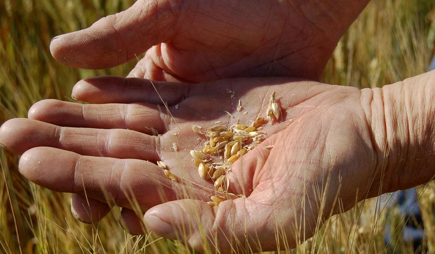 In this Aug. 26, 2011, file photo, a farmer inspects a sample of durum wheat from his fields near Plaza, N.D.  (AP Photo/James MacPherson, File)