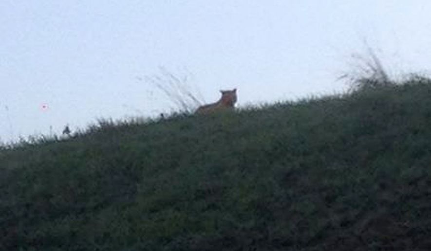 This photo provided by the town council of Montebrain, east of Paris, Thursday, Nov.13, 2014 shows what is described as a tiger. French authorities say a young tiger is on the loose near Disneyland Paris, one of Europe&#39;s top tourist destinations, and have urged residents in three towns to stay indoors. (AP Photo/Ville de Montebrain)