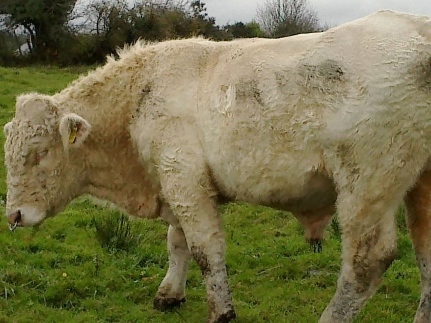 Benjy the bull walks in a field in Couny Mayo Ireland on Sunday Nov. 2, 2014. Benjy faced execution for failure to perform. But Benjy, the gay bull of Ireland, has been saved following a worldwide appeal backed by “The Simpsons” co-creator Sam Simon. Ireland’s Animal Rights Action Network said Tuesday that Simon is paying for Benjy’s transportation to an animal sanctuary in England. Simon, who is battling colon cancer, has been giving away much of the fortune from his television career and is a leading donor to animal welfare causes. Benjy, a Charlerois bull, failed this year to impregnate any heifers at a County Mayo farm in western Ireland. Veterinarians determined he was fertile, but was more attracted to the bull that replaced him. (AP Photo/Joanna McNicholas)