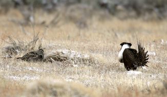 A review by the U.S. Geological Survey found that the Greater sage-grouse ideally needs a 3- to 5-mile buffer zone between its breeding area and humans. (Associated Press)