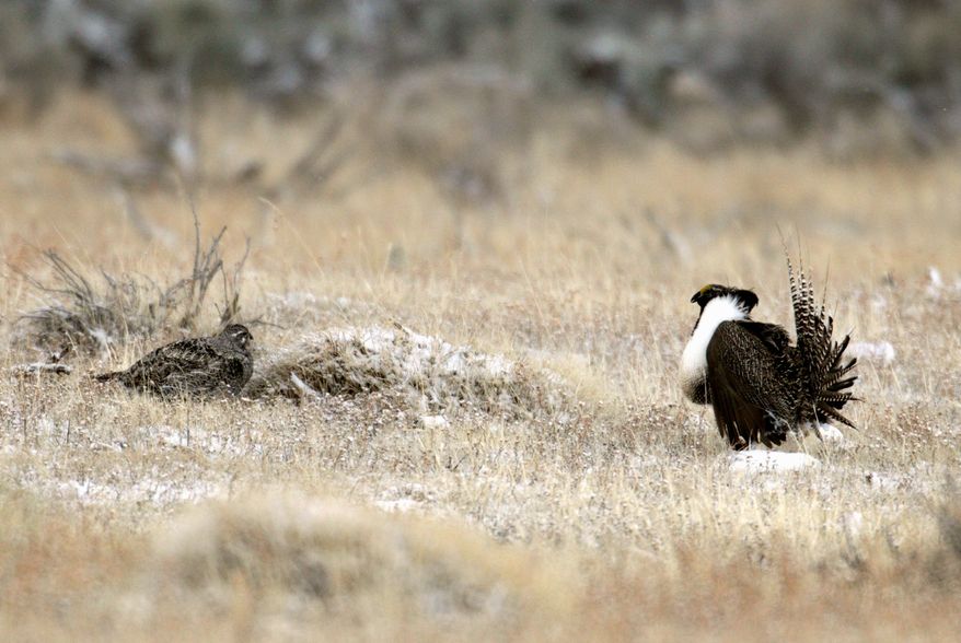 A review by the U.S. Geological Survey found that the Greater sage-grouse ideally needs a 3- to 5-mile buffer zone between its breeding area and humans. (Associated Press)