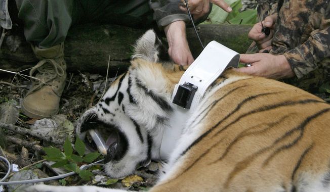 FILE - In this file photo taken on Sunday, Aug. 31, 2008, Russia&#x27;s then Prime Minister Vladimir Putin locks a collar with a satellite tracker on the tranquilized five-year-old Ussuri tiger in a Russian Academy of Sciences reserve in Russia&#x27;s Far East as he took a part in the national program for preserving the population of the Ussuri tiger conducted by researchers of the Russian Academy of Sciences.  A rare Siberian tiger released into the wild by Russian President Vladimir Putin is keeping farmers in northeastern China on edge. China&amp;#8217;s official Xinhua News Agency said Wednesday, Nov. 26, 2014, that the animal, named Ustin, bit and killed 15 goats and left another three missing on Sunday and Monday on a farm in Heilongjiang province&#x27;s Fuyuan county. (AP Photo / RIA-Novosti, Alexei Druzhinin, Pool File)