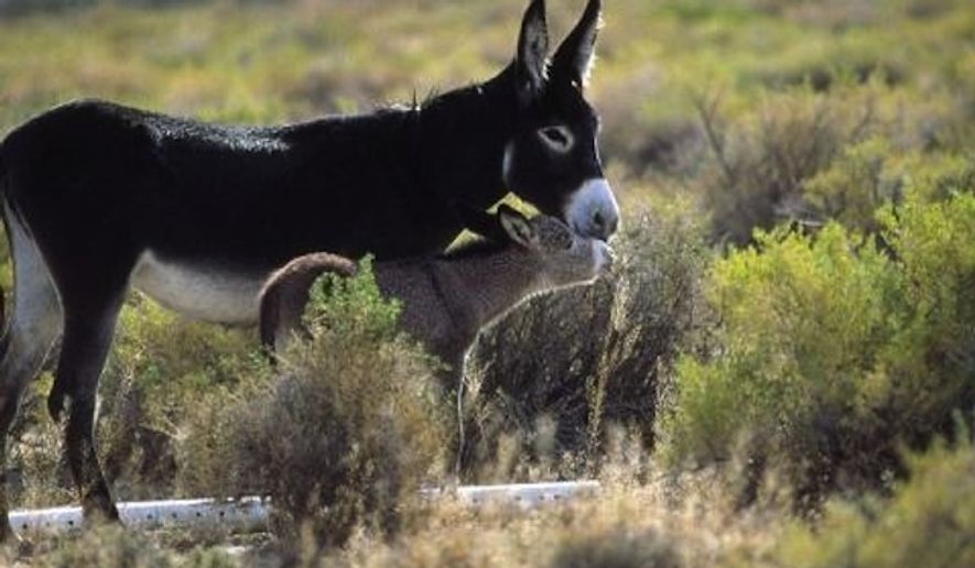 Wild burros enjoy their habitat (American Wild Horse Preservation Campaign)