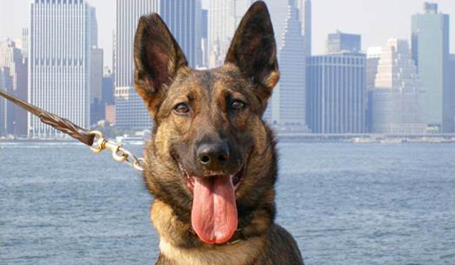 This undated photo provided by U.S. Customs and Border Patrol shows Elza, who alerted her handler to a suspicious suitcase containing six bags labeled "milk powder" and "custard powder" that, after testing, was found to contain cocaine, in the luggage of a traveler arriving from Georgetown, Guyana, on Nov. 19, 2014, authorities say. The nearly 13 pounds of cocaine has a street value of around $230,000. A suspect was arrested and charged with violating federal narcotics smuggling laws. (AP Photo/Customs and Border Patrol)