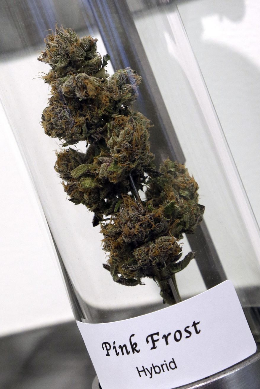 FILE- In this Nov. 5, 2014, file photo, a sample of cannabis appears on display at Shango Premium Cannabis dispensary in Portland, Ore. The U.S. Justice Department said Thursday, Dec. 11, 2014, that Indian tribes can grow and sell marijuana on their lands, as long as they follow the same federal conditions laid out for states that have legalized the drug. (AP Photo/Don Ryan, File)