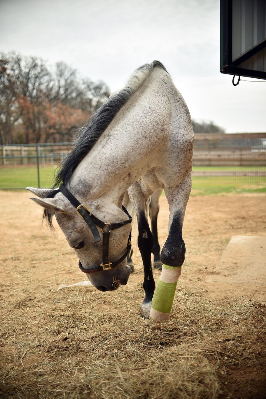 Spirit, a horse who was seized from a ranch outside San Antonio in 2012 after being beaten with a baseball bat. Spirit has undergone experimental surgery to help fix a broken leg, one of the results of being beaten with a bat, Wednesday, Dec. 10, 2014, at Ranch Hand Rescue in Argyle, Texas. (AP Photo/The Denton Record-Chronicle, David Minton)