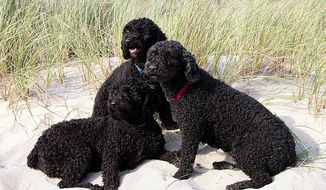 In this undated photo provided by the American Kennel Club, three Spanish water dogs sit in the sand near tall grass. On Wednesday, Dec. 17, 2014 the organization announced that the Spanish water dog will be recognized as a new AKC breed in 2015. (AP Photo/American Kennel Club)