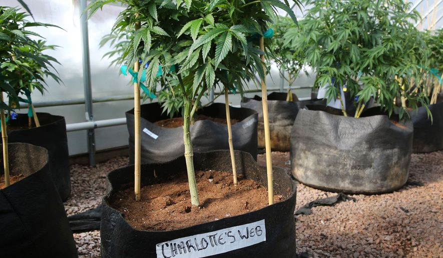 In this Feb. 7, 2014, file photo, a special strain of medical marijuana known as Charlotte&#x27;s Web grows inside a greenhouse, in a remote spot in the mountains west of Colorado Springs, Colo. (AP Photo/Brennan Linsley, File)