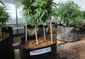 Marijuana Research.JPEG-0ace8.jpg