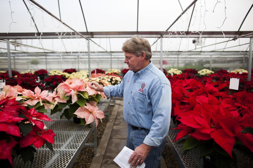 ADVANCE FOR USE SUNDAY, DEC. 21 - In this photo taken on Dec. 2, 2014, Scott Sime, of Jolly Lane Greenhouse, touches the leaves of a pink poinsettia plant in his greenhouse outside of Rapid City, S.D. Poinsettias are popular during the holiday season due to their vibrant colored leaves that bloom in the winter. (AP Photo/Rapid City Journal, Josh Morgan) ) TV OUT