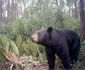 A_Florida_Black_Bear.jpg
