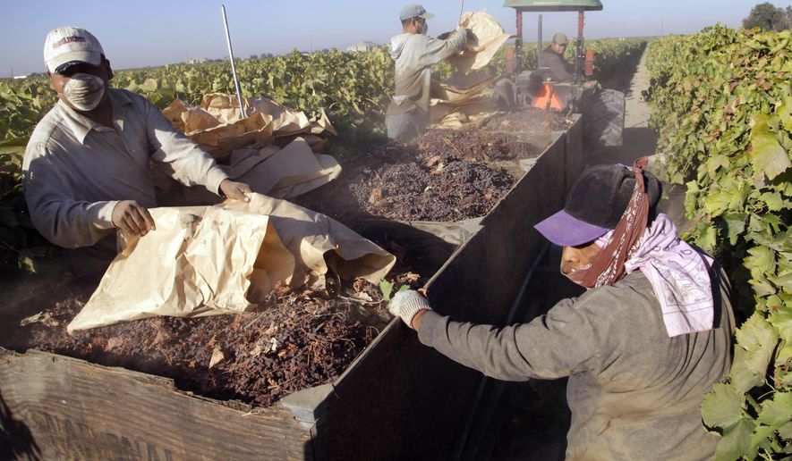 Farmworkers pick paper trays of dried raisins off the ground and heap them onto a trailer in the final step of raisin harvest. (AP Photo/Gosia Wozniacka, File)