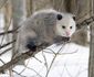 opossum.jpg