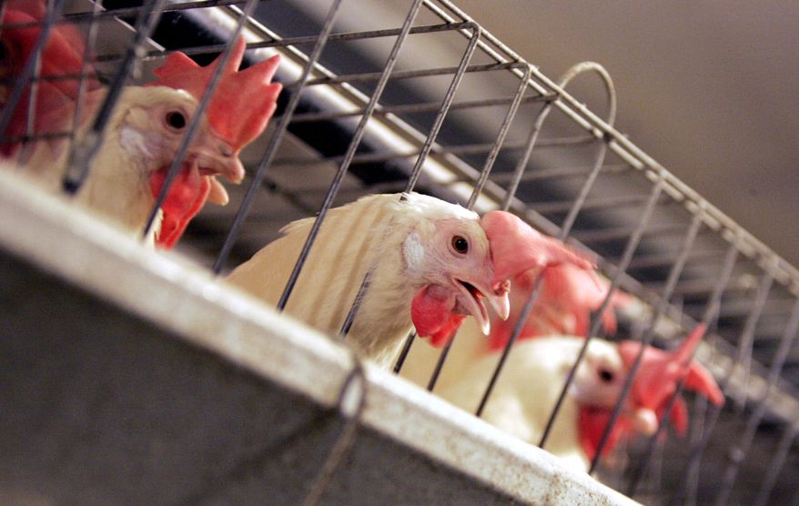 Chickens huddle in their cages at an egg processing plant at the Dwight Bell Farm in Atwater, Calif. The New Year is bringing rising chicken egg prices across the country as California starts requiring farmers to house hens in cages with enough space to move around and stretch their wings. The new standard backed by animal rights advocates has drawn fire nationwide because farmers in Iowa, Ohio and other states who sell eggs in California have to abide by the same requirements. (AP Photo/Marcio Jose Sanchez,File)