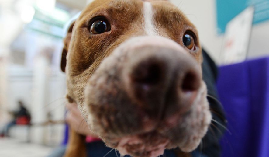 To celebrate the dog days of summer, Bastille in Alexandria will hold "Paws on the Patio" on Aug. 6. The restaurant will host adoptable pooches from Operation Paws for Homes and donate part of the proceeds to the rescue organization. (Associated Press/File)