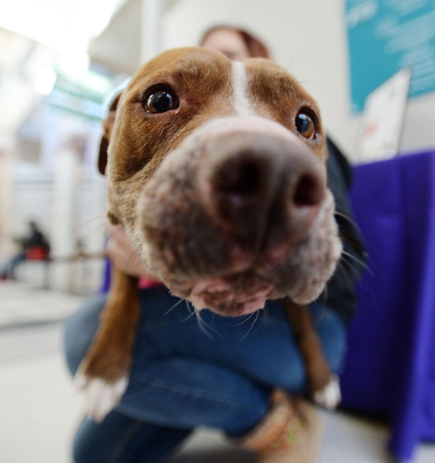 To celebrate the dog days of summer, Bastille in Alexandria will hold "Paws on the Patio" on Aug. 6. The restaurant will host adoptable pooches from Operation Paws for Homes and donate part of the proceeds to the rescue organization. (Associated Press/File)