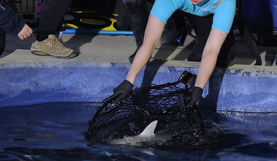 In this Thursday, Jan. 8, 2015 photo, Kelli Cadenas, center, releases a shark into a holding tank as aquarium curator Lucy Handel looks on at left, in Auburn Hills, Mich. As local children cheer, aquarists transfer a handful of small sharks from trucks outdoors to their new home at the Sea Life Michigan Aquarium at Great Lakes Crossing Outlets. (AP Photo/Detroit News, Brandy Baker)