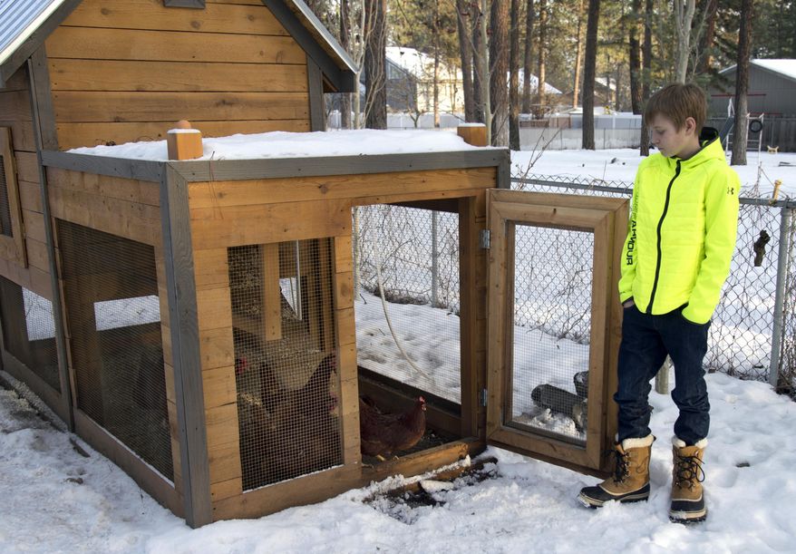 In a Sunday, Jan. 11, 2015 photo, Isaiah Parrish, 12, opens the door on the family's chicken coup to let the inhabitants out, at their home in the Wandermere area of Spokane, Wash. Backyard poultry producers in Washington are being told by state officials to monitor their flocks after a deadly avian flu outbreak in the Tri-Cities area. The Spokesman-Review reported Wednesday, Jan. 14 that some of the birds died from the fast-acting H5N2 avian influenza, which poses little risk to people. (AP Photo/The Spokesman-Review, Jesse Tinsley) COEUR D'ALENE PRESS OUT