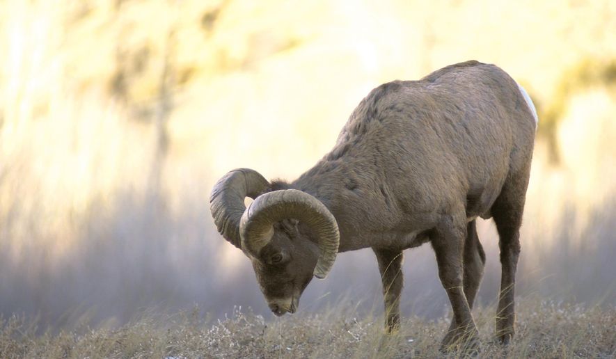 FILE - In this Dec. 28, 2004 file photo, a bighorn sheep ram grazes along the North Fork of the Shoshone River, just off Wyoming Highway between Cody, Wyo. and Yellowstone National Park. A bill pending in the Wyoming Legislature would cut the percentage of hunting licenses set aside for nonresident hunters for such coveted species as bighorn sheep. Such licenses are extremely difficult to draw around the West and can sell for thousands of dollars if they&#39;re offered at auction. (Ap Photo/ Billings Gazette, Allison Batdorff )