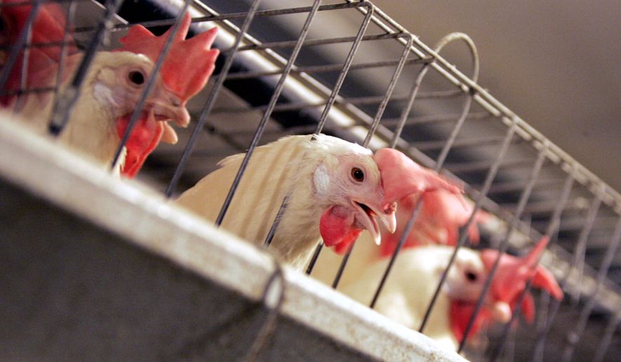 Chickens huddle in their cages at an egg processing plant at the Dwight Bell Farm in Atwater, Calif. (AP Photo/Marcio Jose Sanchez, File)