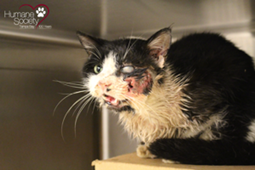 A Florida feline is being dubbed "zombie cat" after it crawled out of its grave five days after being laid to rest. (Humane Society of Tampa Bay)