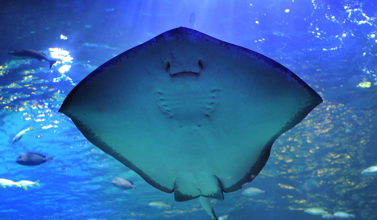 NextImg:Massive stingray netted, freed by Connecticut wildlife workers