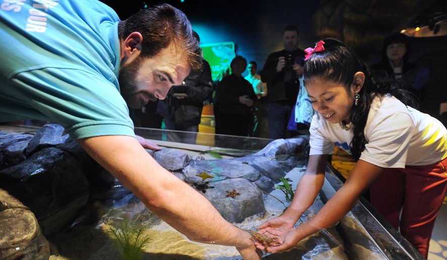 In a Jan. 22, 2015 photo, Touchpool staffer Reese Aldrich, left, transfers a "decorator crab" from his arm to the waiting hands of Laureana Stump, 10, from Shelby Township, Mich. Touchpools allow visitors to get a hands-on lesson on sealife at SEA LIFE Michigan, a new 35,000 sq.-foot aquarium, in the Great Lakes Crossing mall in Auburn Hills, Mich. The new aquarium opens to the public on Thursday, Jan. 29, 2015. (AP Phoro/The Detroit News, Brandy Baker)