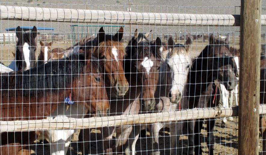 FILE - In this June 5, 2013 file photo, some of the hundreds of mustangs the U.S. Bureau of Land Management recently has removed from federal rangeland peer at visitors at the BLM&#39;s Palomino Valley holding facility about 20 miles north of Reno, Nev. A federal judge has agreed to let wild horse advocates make their case for a court order blocking another mustang roundup in Nevada in a legal battle underscoring divisions among protection groups over the use of a fertility drug to slow herd growth. U.S. District Judge Larry Hicks set a hearing Feb. 9, 2015 to hear the formal request for a preliminary junction prohibiting the government from gathering 332 horses in the Pine Nut Range southeast of Carson City. (AP Photo/Scott Sonner, File)