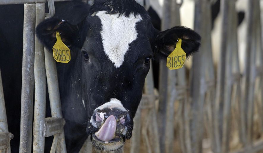 In this Monday, Jan. 26, 2015 photo, a cow stands in one of the dairy barns on the Fair Oaks Farms in Fair Oaks, Ind. Fairlife, which is rolling out nationally in coming weeks, is the product of a joint venture between Select Milk Producers, a dairy cooperative, and Coca-Cola. The product is filtered to have more protein and less sugar than regular milk. (AP Photo/Michael Conroy)