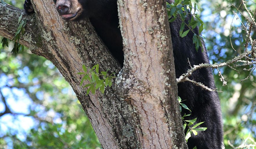 FILE - On this May 6, 2014 file photo, a black bear perches on a tree in Panama City, Fla. With Florida's black bears rebounding from near extinction, clashes with humans are on the rise, and the state is considering a limited hunting season as part of the solution. (AP Photo/News Herald, Andrew Wardlow, File)