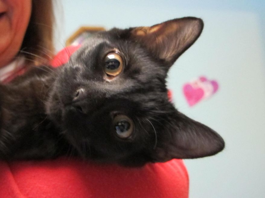 Peyton, a black cat, is held while in her temporary foster home in Lacey Township, N.J., on Thursday, Feb. 12, 2015. The founder of a cat rescue group that placed Peyton in a temporary home says black cats are the hardest to place for adoption because some people don't want them, based on superstition. (AP Photo/Wayne Parry)