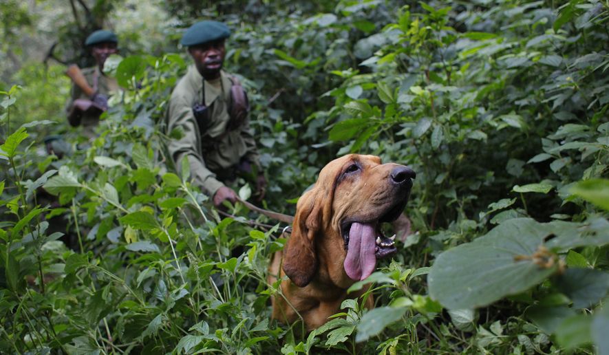 FILE - In this picture taken Sunday Aug. 2, 2012, Virunga National Park rangers follow Dodi the two-year-old blood hound during a search and rescue exercise in the park, some 45 kms north of Coma, eastern Congo. Virunga National Park is where virtually every rebellion in eastern Congo in the past 30 years has started, and its endangered mountain gorillas, are facing increasing threats. "Virunga", the movie, is a nominee for best documentary feature, whose executive producer is Leonardo DiCaprio, is getting high-profile attention ahead of the Feb. 22 2015 Oscar awards in Hollywood. (AP Photo/Jerome Delay)