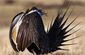 Sage Grouse US Fish and Wildlife.jpg