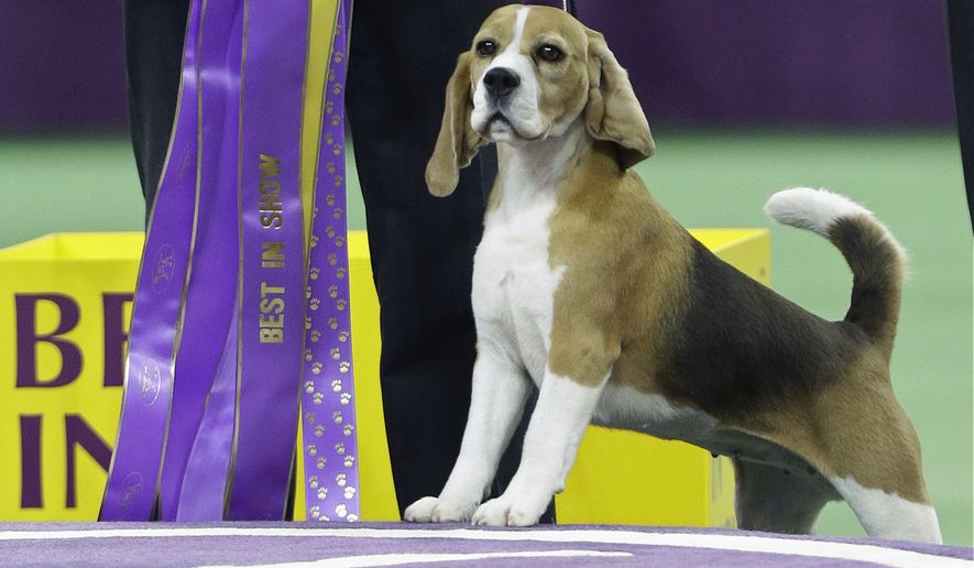 Miss P, a 15-inch beagle, and handler William Alexander, react after winning the Best in Show at the Westminster Kennel Club dog show Tuesday, Feb. 17, 2015, in New York. (AP Photo/Frank Franklin II)