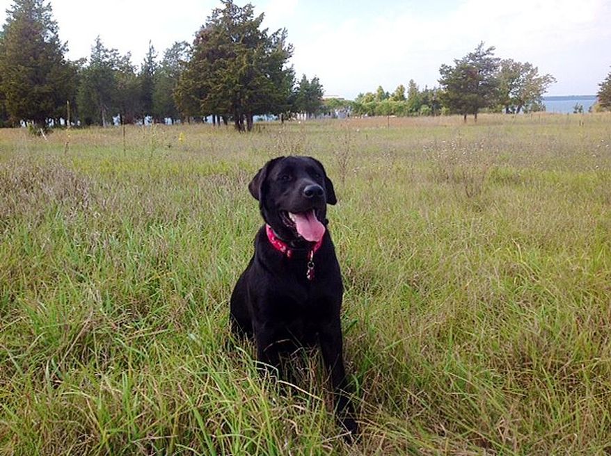 In this August 2014 photo provided by Birute Balciunas, a a 1-year-old black Labrador retriever named Sweets is shown at a park in upstate New York. Sweets’ owner, Vytas Penkiunas, 77, of Annapolis, Maryland, jumped into an icy river on Wednesday, Feb. 18, 2015, after Sweets fell through the ice. Though rescuers later pulled both of them to shore, Sweets died. Penkiunas survived. (AP Photo/Birute Balciunas)