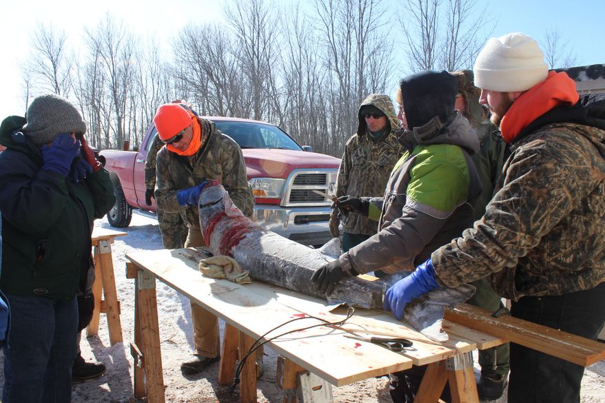 In this Feb. 14, 2015 photo, Northland College student volunteers, from left: Matthew Kraus; Kaitlyn Windschitl and Logan Sikora register a sturgeon on opening day of sturgeon spearing in Winneconne, Wis. (AP Photo/Carrie Antlfinger)