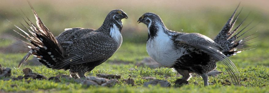 FILE - In this March 25, 2007 file photo, two sage grouse roosters challenge each other for hens in Rockland, Idaho. The Idaho Department of Lands has put forward a draft plan to protect sage grouse habitat on state endowment land as part an effort to avoid a federal listing of the bird under the Endangered Species Act. (AP Photo/The Idaho State Journal, Bill Schaefer, File)