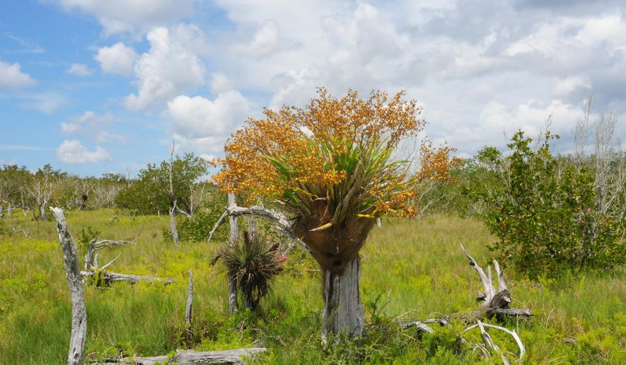 This photo taken by Roger Hammer in 2011 at Everglades National Park in Florida shows a cyrtopodium punctatum orchid, also known as the cowhorn orchid, which is considered endangered. The park commissioned the Delray Beach, Fla.-based Institute for Regional Conservation for a 10-year study of 59 endangered plant species. (AP Photo/Roger Hammer)