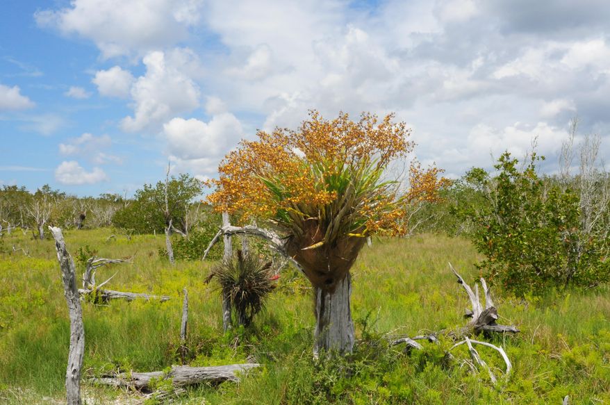This photo taken by Roger Hammer in 2011 at Everglades National Park in Florida shows a cyrtopodium punctatum orchid, also known as the cowhorn orchid, which is considered endangered. The park commissioned the Delray Beach, Fla.-based Institute for Regional Conservation for a 10-year study of 59 endangered plant species. (AP Photo/Roger Hammer)