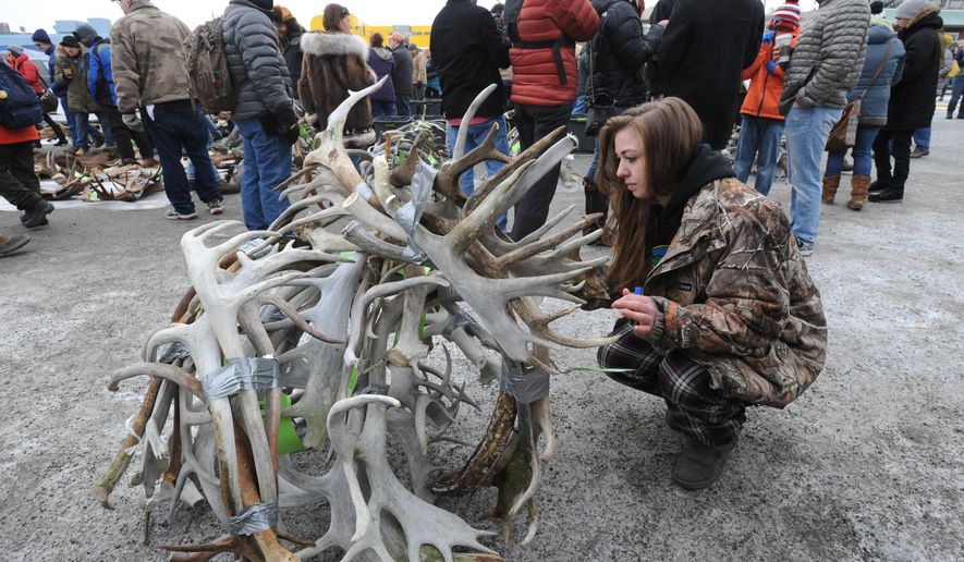 In a Sunday, Mar. 1, 2015 photo, Bailey Johnson gets a single lot of caribou antlers ready for the annual State Hide and Horn Auction held by the Alaska Trappers Association during the Anchorage Fur Rendezvous in Anchorage, Ak. An abundance of caribou antlers highlighted this year's Alaska Hide and Horn Auction, the state sale of seized pelts and antlers. (AP Photo/Alaska Dispatch News, Bill Roth) KTUU-TV OUT; KTVA-TV OUT; THE MAT-SU VALLEY FRONTIERSMAN OUT