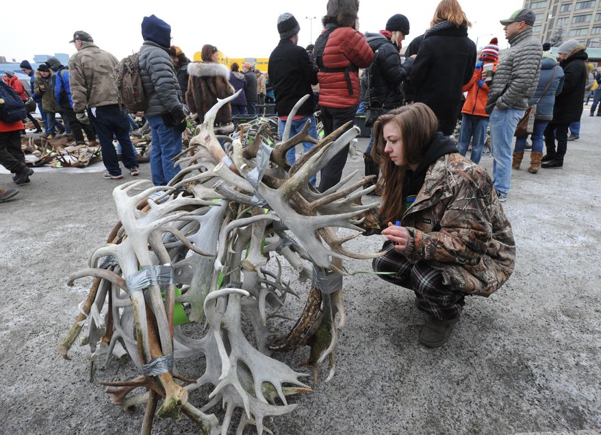In a Sunday, Mar. 1, 2015 photo, Bailey Johnson gets a single lot of caribou antlers ready for the annual State Hide and Horn Auction held by the Alaska Trappers Association during the Anchorage Fur Rendezvous in Anchorage, Ak. An abundance of caribou antlers highlighted this year's Alaska Hide and Horn Auction, the state sale of seized pelts and antlers. (AP Photo/Alaska Dispatch News, Bill Roth) KTUU-TV OUT; KTVA-TV OUT; THE MAT-SU VALLEY FRONTIERSMAN OUT