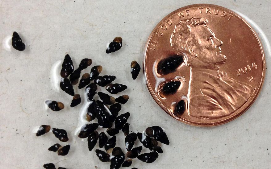 In this photo taken Wednesday, Feb. 11, 2015, dozens of a tiny destructive New Zealand mudsnails are displayed with a penny to show the scale of the one-eighth of an inch creature at a lab in Bellevue, Wash. Scientists are turning to environmental DNA, or eDNA, an emerging surveillance tool that detects the presence of an organism by analyzing cellular material such as urine, hair, feathers or skin cells that are left behind in the environment. From Asian carp in the Great Lakes basin to salamanders in Kentucky to great crested newts in the United Kingdom, the tool is helping biologists look for reclusive or rare imperiled species, monitor unwanted creatures or gauge the overall biodiversity of a lake or stream. (AP Photo/Elaine Thompson)