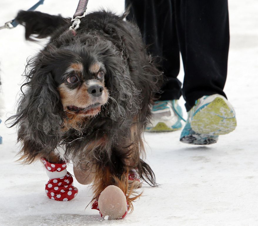 In this Sunday, March 1, 2015 photo, Sanders, a 12-year-old Cavalier King Charles spaniel mix, walks with winter booties with owner Malia Ebel in Concord, N.H. A harsh winter across the country has pet owners buying boots to protect their pets paws. (AP Photo/Jim Cole)