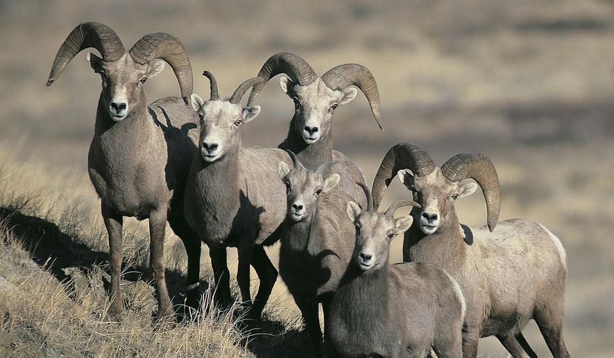 This undated photo provided by the North Dakota Game and Fish Department shows a group of bighorn sheep in North Dakota. North Dakota will not have a bighorn sheep hunting season in 2015 for the first time in more than three decades. The state Game and Fish Department is making the move because of the deaths of dozens of sheep last year in the western Badlands due to bacterial pneumonia in the herd. (AP Photo/Courtesy of the North Dakota Game and Fish Department, Craig Bihrle)