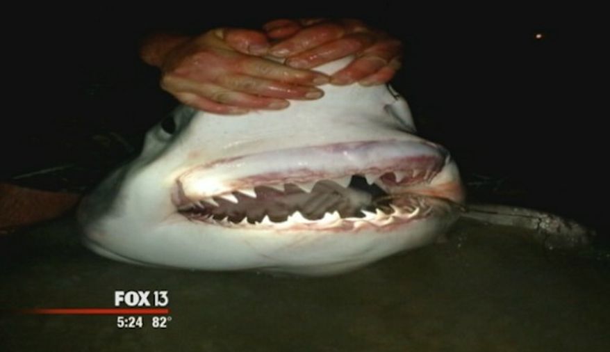 A group of Panama City fishermen became the first ever Sunday to reel in a great white shark from the Gulf of Mexico while standing on dry land. (Fox 13)