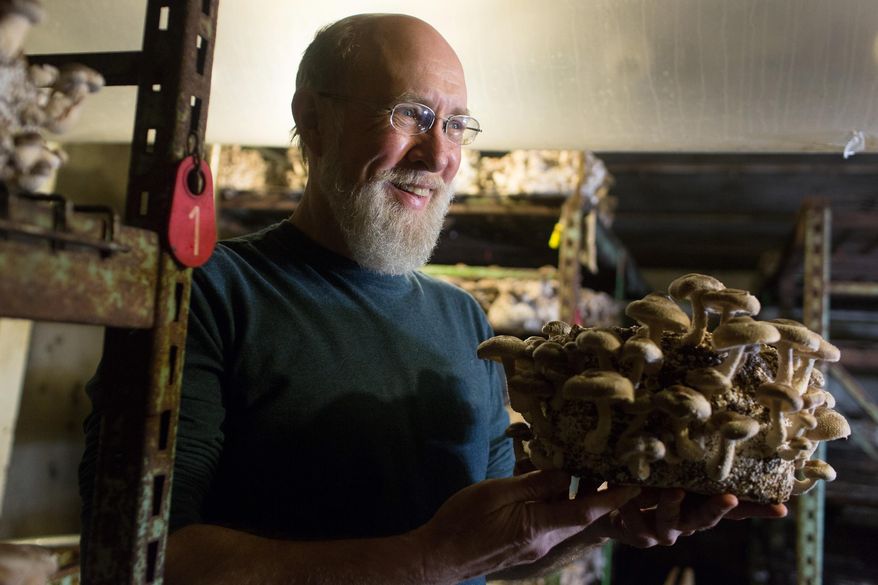 ADVANCE FOR MONDAY MARCH 9 AND THEREAFTER - In a Wednesday, Feb. 4, 2015 photo, Kevin Doyle, who founded Forest Mushrooms in 1985, holds a log of shiitake mushrooms nearly ready for harvest, at his farm in St. Joseph, Minn. What began more than 30 years ago as a way to make a living off his natural sciences degree has, well, mushroomed into a huge indoor farming operation growing 3,000 pounds of mushrooms a week, year round, on 20 acres of rolling, forested hills in Stearns County (AP Photo/MPR News, Jennifer Simonson)